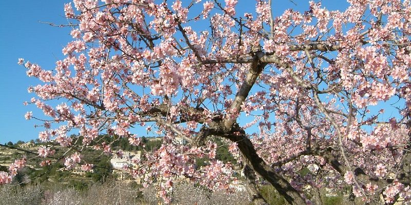 2006-02-17 17.23.34Almond Blossom 2